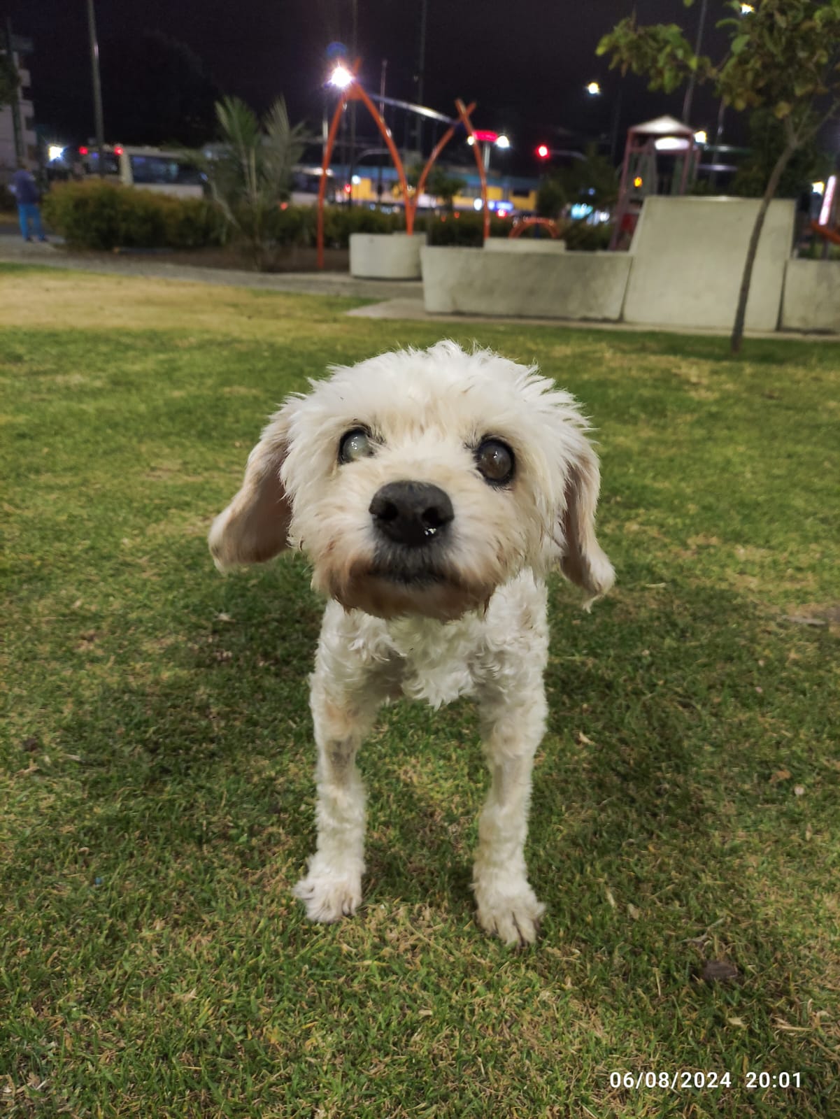 mascota obituario