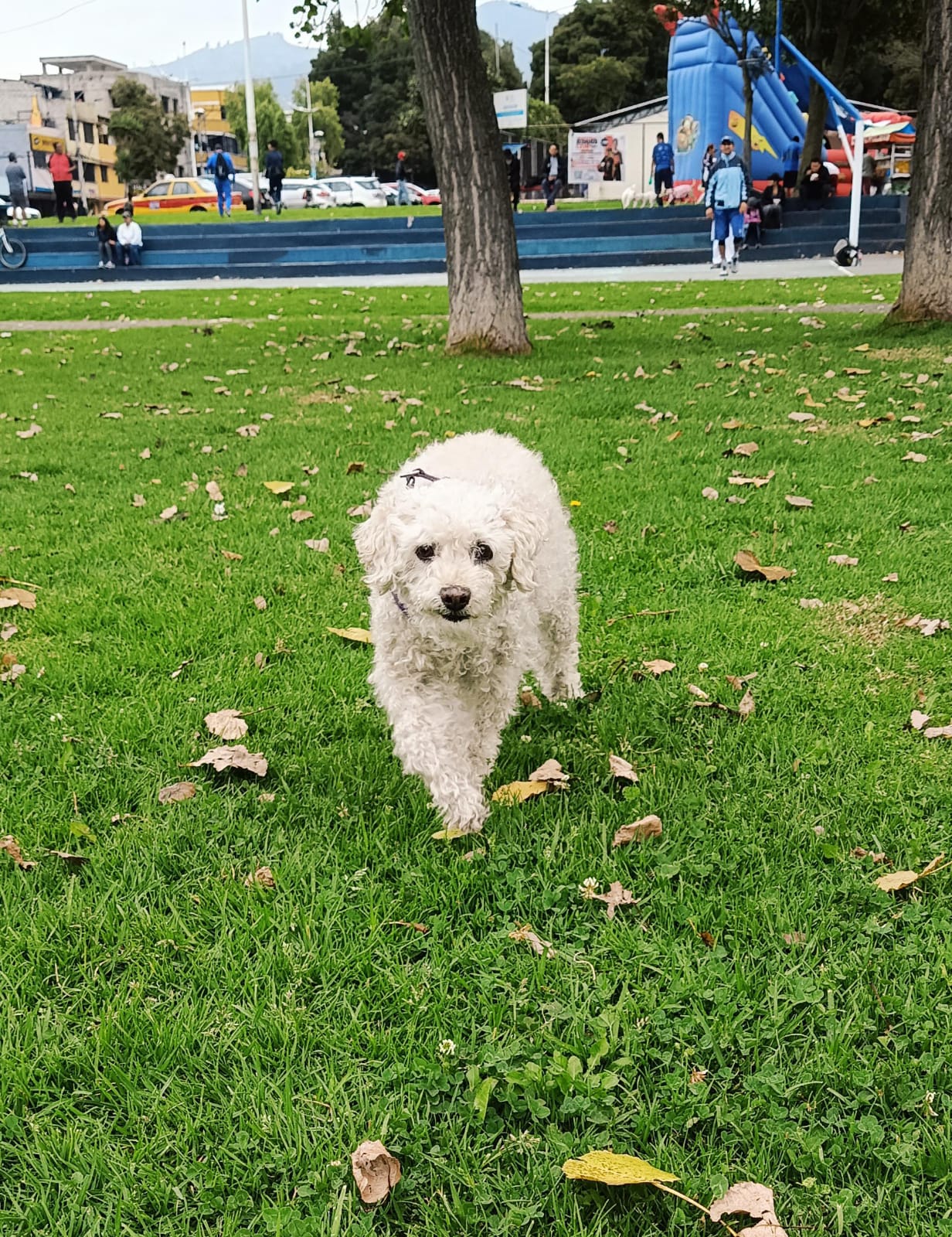 mascota obituario